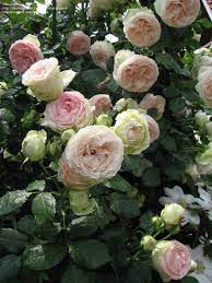 View Picture Of Large Flowered Climbing Rose Eden Climber Rosa At Dave S Garden All Pictures Are Contributed B Climbing Roses Eden Rose Beautiful Flowers