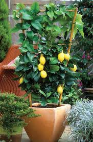Well my friend said that he doesn't use sand because it makes the soil alkalic and according to him, citrus tree likes accidic soils. Potting Lemons And Limes Organic Gardener Magazine Australia