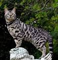 10 Characteristics of Bengal Cat Personality [Research ...