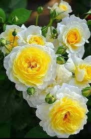 Pin On Beautiful Flowers