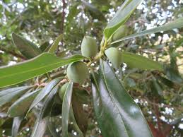 Image result for Warburgia