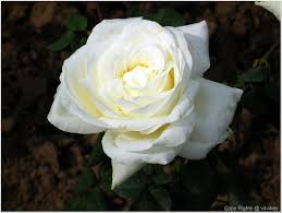 We did not find results for: All Type Of Rose 2612x1964 Download Hd Wallpaper Wallpapertip