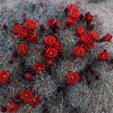 It is a very short and easy hike but it's definitely worth a visit to see these unique desert plants. Claret Cup Cactus Covered In Red Blooms In Joshua Tree Desert Stock Photo Picture And Royalty Free Image Image 81034439