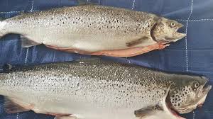 Tasmanian Salmon Linked To Two Deaths In Listeria Outbreak The Mercury