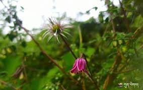 Image result for Clematis welwitschii