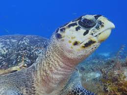 Kuala penyu was declared as full district in the year 1975 and established as focal point for administrative and business centre. Prime Video Great Blue Wild Season 1