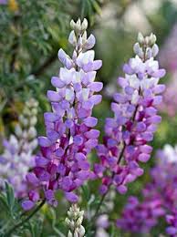Pin On Lifestyles Of The Ca Wild And Native
