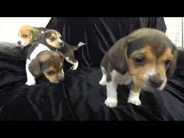 Check spelling or type a new query. Where To Find Pocket Beagle Puppies For Sale Dogable