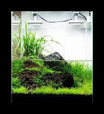 Paludarium Style Nano Nature Aquarium Aquascape Aquascape Aquarium