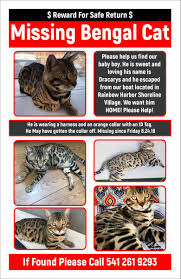 Hanki 37.292 sekunnin bengal cat near with notebook. Lost Cat Bengal Cat In Long Beach Ca Lost My Kitty