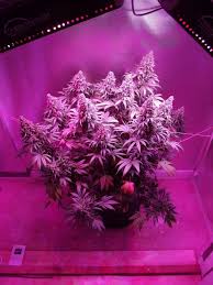 Recommended lights for growing cannabis. Growing Cannabis With Led Grow Lights Dutch Passion Blogs