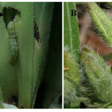 Image result for Hypoxis subspicata