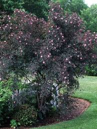 Most Roses Are Grown For Their Spectacular Flowers But Purple Leaf Rose S Main Attraction Is The Gorgeous Gray Purple Foliage Straucher Garten Garten Pflanzen