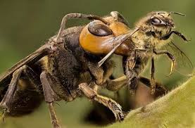 Ze eten alles wat vliegt, maar honingbijen. Japanse Hoornaar In Nederland Hoe Te Herkennen