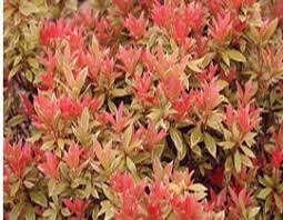 A very pretty addition to the. Climbing Plants Direct
