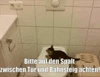 Check spelling or type a new query. Weltkatzentag Gifs Get The Best Gif On Giphy
