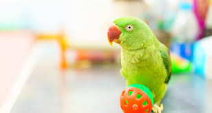 Maybe you would like to learn more about one of these? Bird Proof Your Home How To Eliminate Household Hazards For Your Bird Petcoach