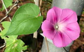 Image result for Ipomoea verbascoidea