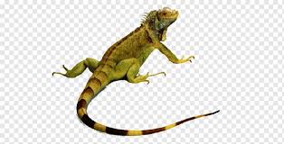 reptil lagarto camaleones iguana verde serpiente ferramentas reptil lagartija camaleones png pngwing reptil lagarto camaleones iguana verde