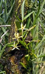 Image result for Angraecum moandense