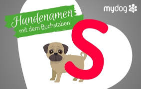 Russische #hundenamen vermitteln das temperament und den. Hundenamen Mit S Mydog365 Magazin