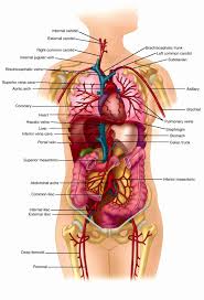 Use these colorful displays to help children learn the. Organ Map Human Body Koibana Info Human Body Organs Human Anatomy Picture Human Body Anatomy