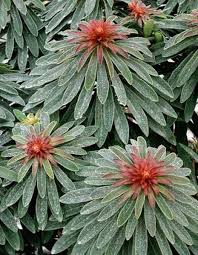 Image result for Euphorbia whellanii