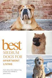 Good Medium Sized Dogs For Apartments The 5 Best Breeds Oodle Dogs Medium Sized Dogs Breeds Medium Sized Dogs Dog Breeds Medium