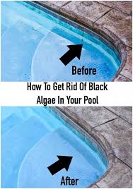 How to remove black algae: How To Get Rid Of Algae In Pool Quickly Arxiusarquitectura