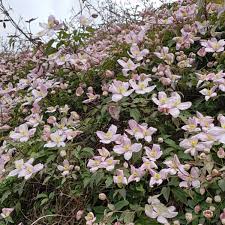 We did not find results for: Clematis Pruning Group 1 Clematis Pruning Group 1 Early Flowering Cultivars Uploaded By Greengrub