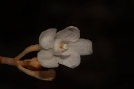 Image result for Didymoplexis