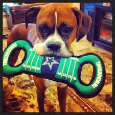 He Loves His Dallas Cowboys Toy Get One For Your Pet Here Http Shop Dallascowboys Com Cowboys Catalog Dallas Cowboys Dog Dallas Cowboys Fans Dallas Cowboys