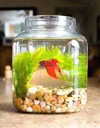 Creative Fish Bowl Ideas Little Piece Of Me Glass Fish Bowl Fish Bowl Decorations Fish Centerpiece