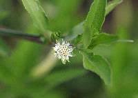 Image result for Eclipta prostrata