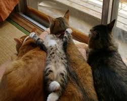 Pin Em Amigos De 4 Patas