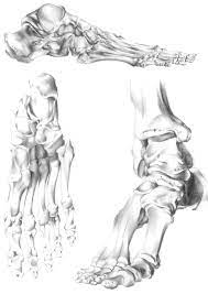 Anatomy is a road map. Emilie Dubois Skeleton Feet