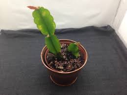 When you purchase a christmas cactus, that is not always the plant that. Growing Christmas Cactus And Amaryllis Mike S Backyard Nursery