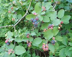 Image result for Sherbournia bignoniiflora