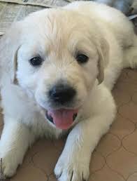 Welcome to greenfield puppies' virginia puppies for sale page. Akc Limited English Cream Golden Retriever Puppies For Sale In Kiel Wisconsin Classified Americanlisted Com