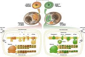 Cellular respiration takes place in the mitochondria. Why Chloroplasts And Mitochondria Retain Their Own Genomes And Genetic Systems Colocation For Redox Regulation Of Gene Expression Pnas