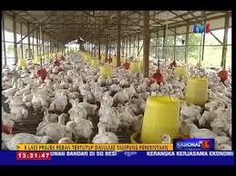 We did not find results for: Terengganu Usahakan 5 Lagi Reban Tertutup 23 Jun 2015 Youtube