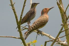 Water Birds Of Northern Indiana Carol Mattingly Photography Indiana Northern Flicker Fallout New Vegas National Wildlife Refuge