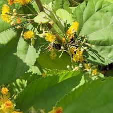 Image result for Grewia arborea