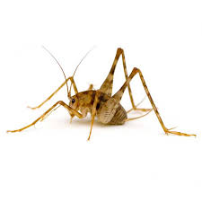 22 people named cricket brown living in the us. Camel Cricket Identification Habits Behavior Russell S Pest Control