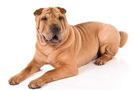 The chinese shar pei is a regal, intelligent, and occasionally standoffish dog. Chinese Shar Pei Dog Breed Information