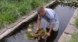 Bunga teratai atau biasa disebut nymphaea merupakan genus tanaman air yang berasal dari suku nymphaeaceae. Bunga Teratai Penghuni Kolam Taman Yang Luar Biasa Penanaman Dan Perawatan Nimfaum Teratai Air Di Kolam Atau Akuarium