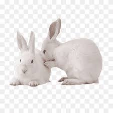 We did not find results for: New Zealand Rabbit Png Images Pngwing