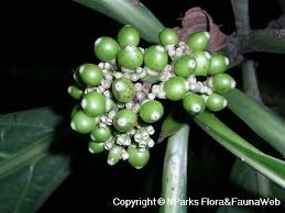 Image result for Gaertnera