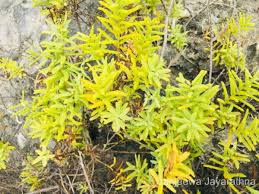 Image result for Suaeda monoica