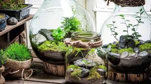Sebelum kamu belajar cara membuat terarium, ada beberapa hal yang mesti kamu perhatikan supaya taman mini kamu dapat. Cara Membuat Terarium Dan Tanaman Apa Yang Paling Cocok Berkebun